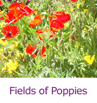 field of poppies